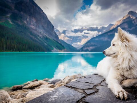 Dog at the Lake